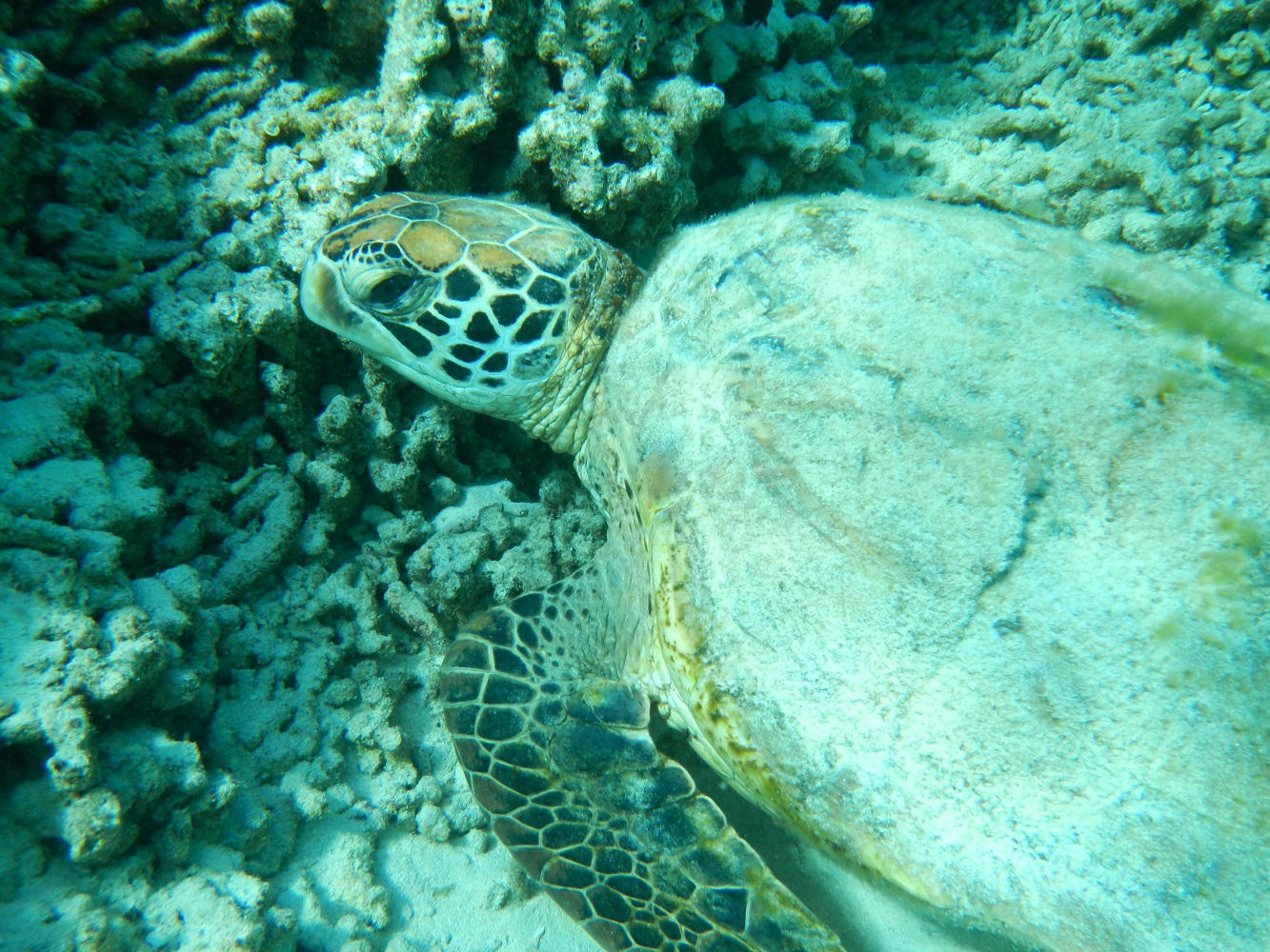 ウミガメはどんな生物？ウミガメに会うには？2022年ウミガメ最新情報│ダイビングライフ